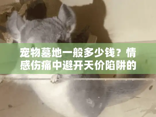 宠物墓地一般多少钱？情感伤痛中避开天价陷阱的实战策略