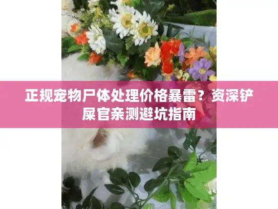 正规宠物尸体处理价格暴雷？资深铲屎官亲测避坑指南