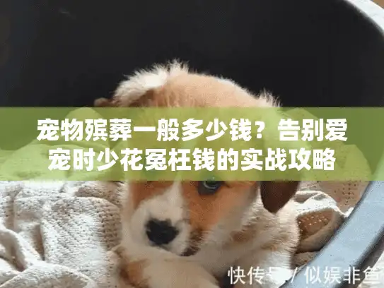 宠物殡葬一般多少钱？告别爱宠时少花冤枉钱的实战攻略