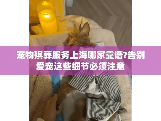 宠物殡葬服务上海哪家靠谱?告别爱宠这些细节必须注意