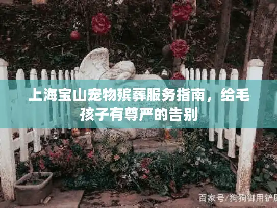 上海宝山宠物殡葬服务指南，给毛孩子有尊严的告别