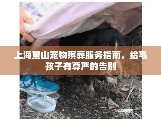 上海宝山宠物殡葬服务指南，给毛孩子有尊严的告别