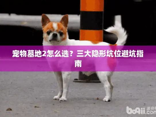 宠物墓地2怎么选？三大隐形坑位避坑指南