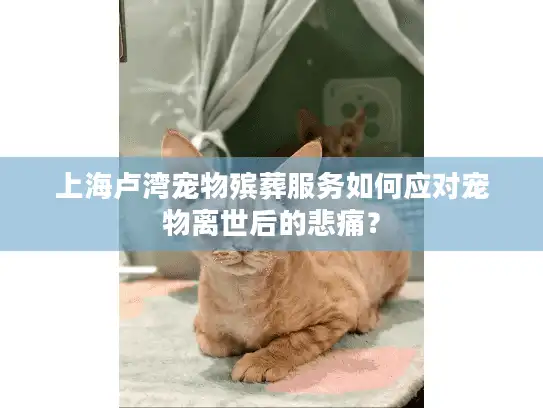 上海卢湾宠物殡葬服务如何应对宠物离世后的悲痛？