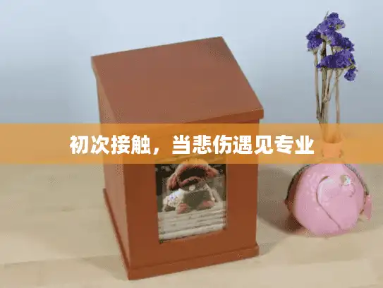 初次接触，当悲伤遇见专业