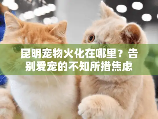 昆明宠物火化在哪里？告别爱宠的不知所措焦虑
