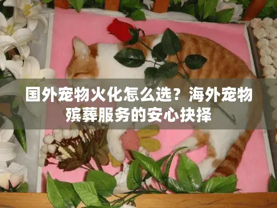 国外宠物火化怎么选？海外宠物殡葬服务的安心抉择