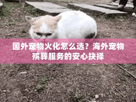 国外宠物火化怎么选？海外宠物殡葬服务的安心抉择