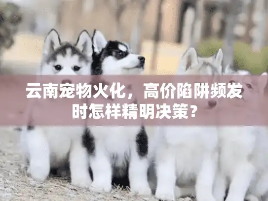 云南宠物火化，高价陷阱频发时怎样精明决策？