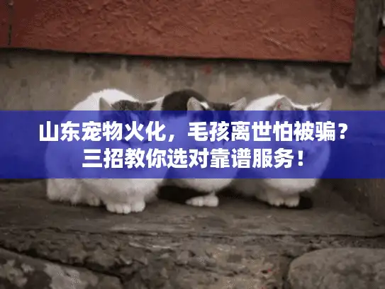 山东宠物火化，毛孩离世怕被骗？三招教你选对靠谱服务！