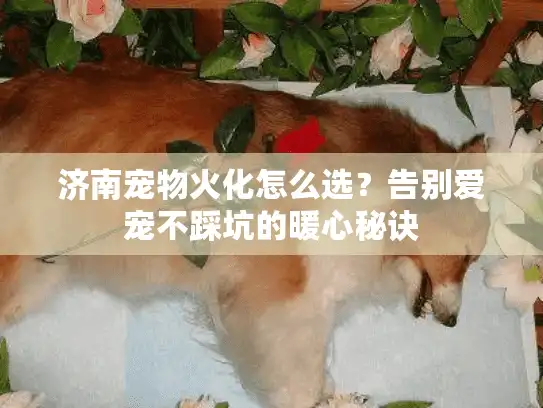 济南宠物火化怎么选？告别爱宠不踩坑的暖心秘诀