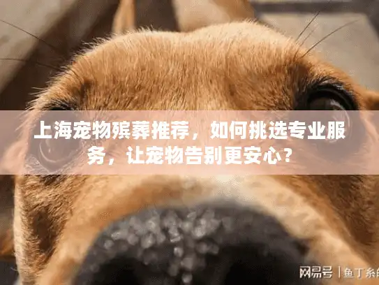 上海宠物殡葬推荐，如何挑选专业服务，让宠物告别更安心？