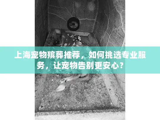 上海宠物殡葬推荐，如何挑选专业服务，让宠物告别更安心？