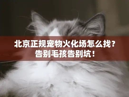 北京正规宠物火化场怎么找？告别毛孩告别坑！