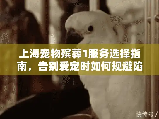 上海宠物殡葬1服务选择指南，告别爱宠时如何规避陷阱与获取温暖关怀