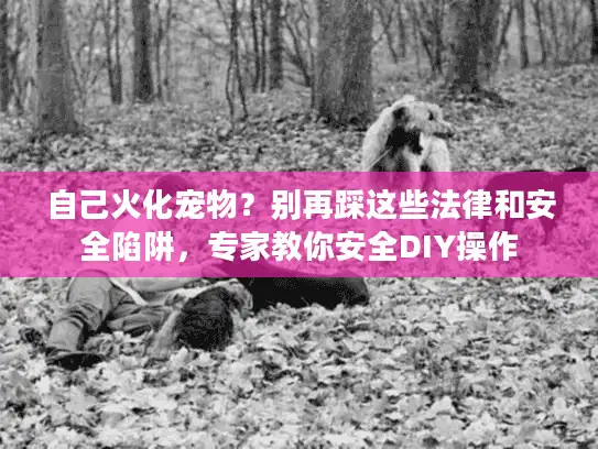 自己火化宠物？别再踩这些法律和安全陷阱，专家教你安全DIY操作