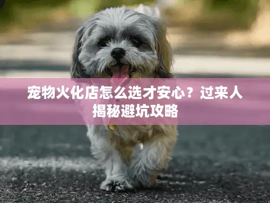 宠物火化店怎么选才安心？过来人揭秘避坑攻略