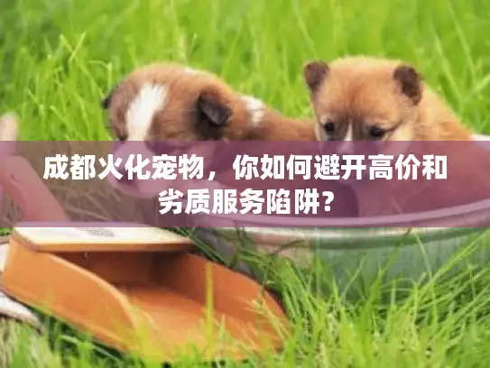成都火化宠物，你如何避开高价和劣质服务陷阱？