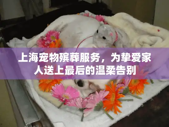 上海宠物殡葬服务，为挚爱家人送上最后的温柔告别