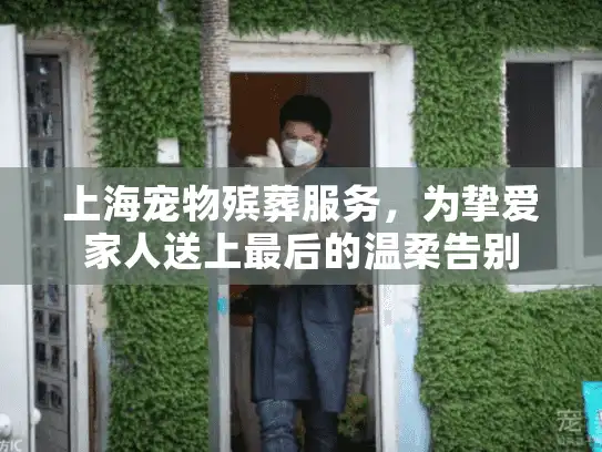 上海宠物殡葬服务，为挚爱家人送上最后的温柔告别