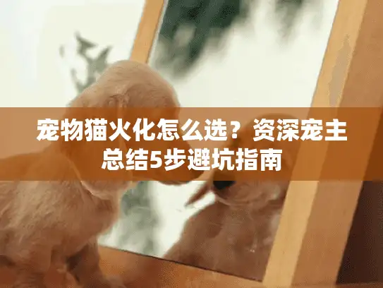 宠物猫火化怎么选？资深宠主总结5步避坑指南