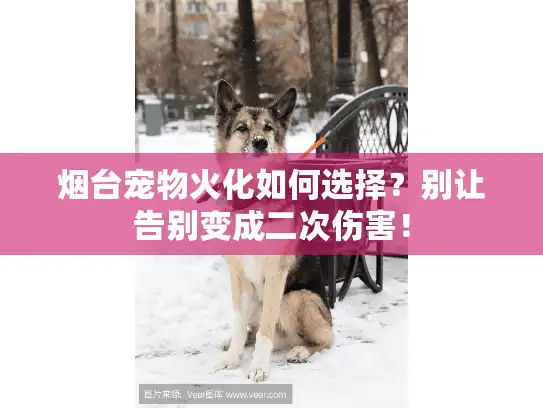 烟台宠物火化如何选择？别让告别变成二次伤害！