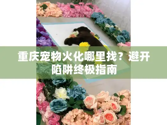 重庆宠物火化哪里找？避开陷阱终极指南