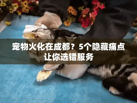 宠物火化在成都？5个隐藏痛点让你选错服务