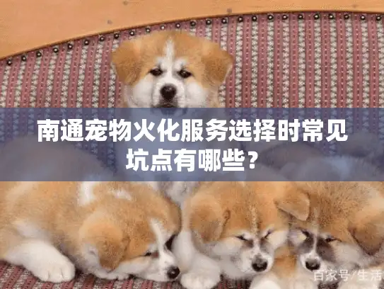 南通宠物火化服务选择时常见坑点有哪些？
