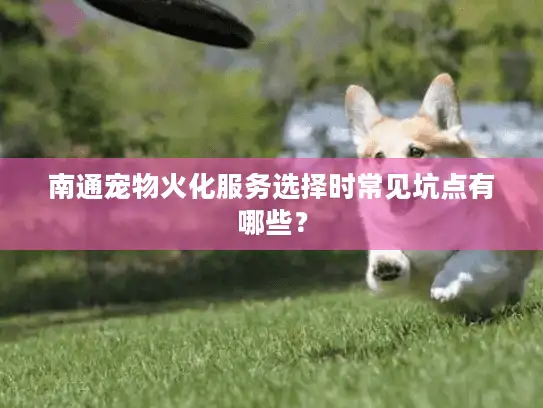 南通宠物火化服务选择时常见坑点有哪些？