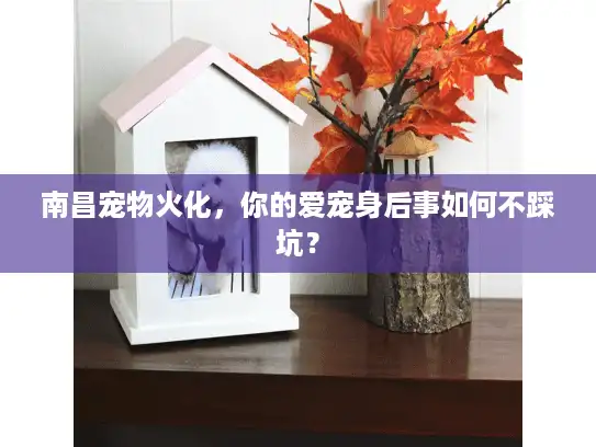 南昌宠物火化，你的爱宠身后事如何不踩坑？