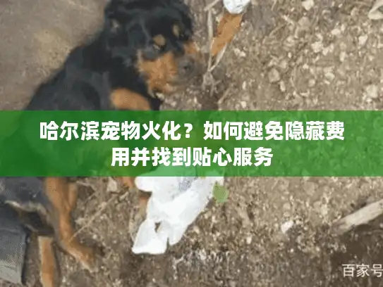 哈尔滨宠物火化？如何避免隐藏费用并找到贴心服务