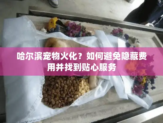 哈尔滨宠物火化？如何避免隐藏费用并找到贴心服务