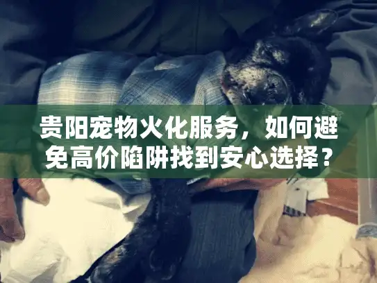 贵阳宠物火化服务，如何避免高价陷阱找到安心选择？