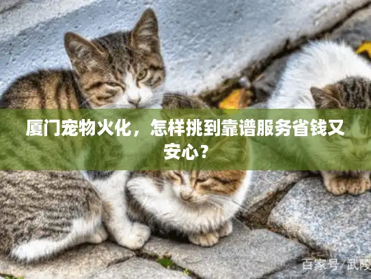 厦门宠物火化，怎样挑到靠谱服务省钱又安心？