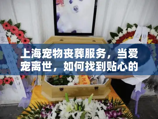 上海宠物丧葬服务，当爱宠离世，如何找到贴心的告别方案？