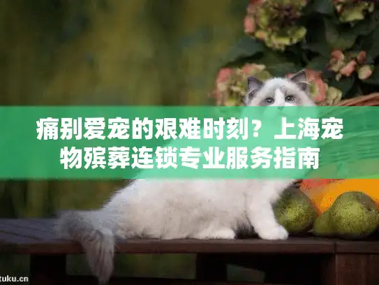 痛别爱宠的艰难时刻？上海宠物殡葬连锁专业服务指南