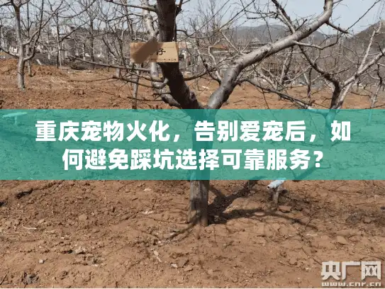 重庆宠物火化，告别爱宠后，如何避免踩坑选择可靠服务？