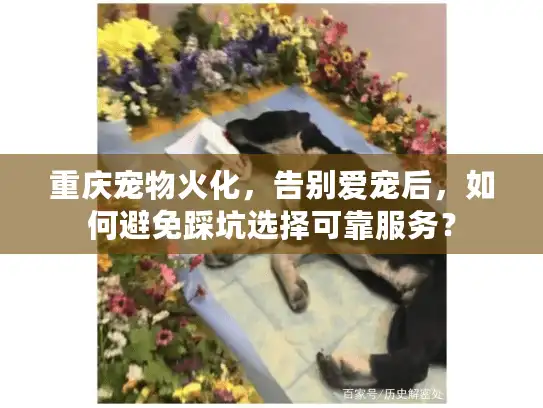 重庆宠物火化，告别爱宠后，如何避免踩坑选择可靠服务？