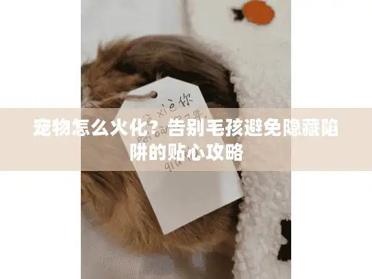 宠物怎么火化？告别毛孩避免隐藏陷阱的贴心攻略