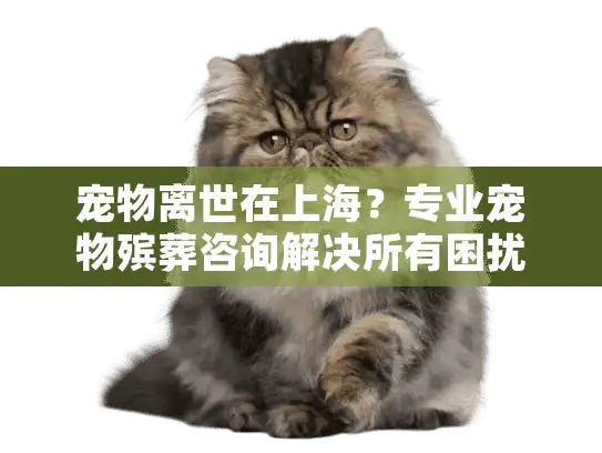 宠物离世在上海？专业宠物殡葬咨询解决所有困扰