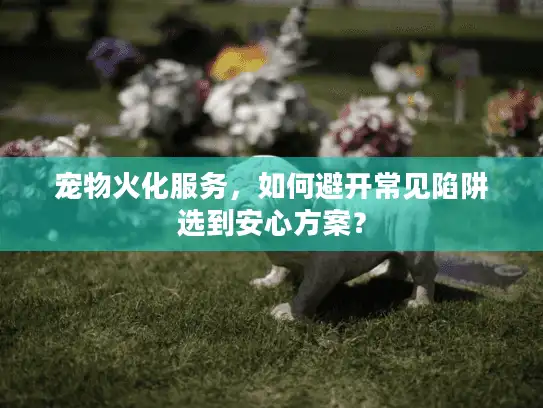 宠物火化服务，如何避开常见陷阱选到安心方案？