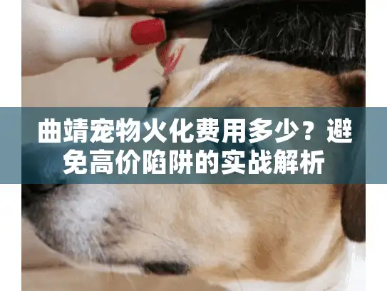 曲靖宠物火化费用多少？避免高价陷阱的实战解析
