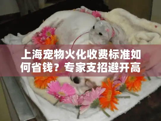 上海宠物火化收费标准如何省钱？专家支招避开高价陷阱！
