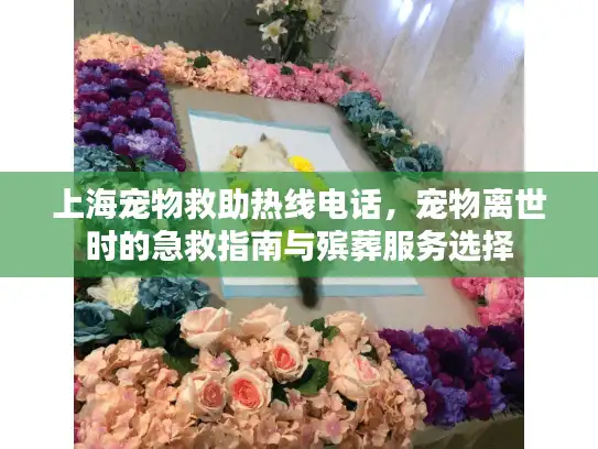 上海宠物救助热线电话，宠物离世时的急救指南与殡葬服务选择