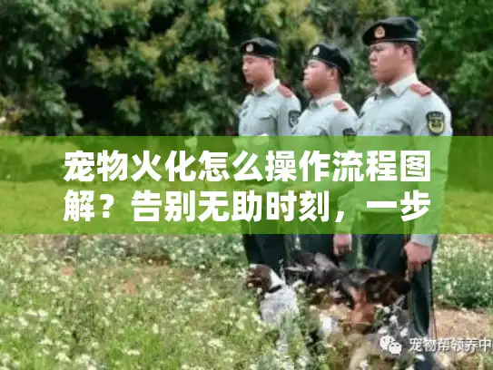 宠物火化怎么操作流程图解？告别无助时刻，一步搞定！