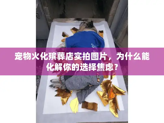 宠物火化殡葬店实拍图片，为什么能化解你的选择焦虑？