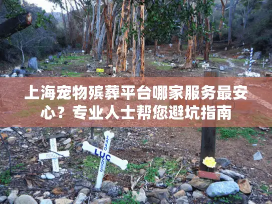 上海宠物殡葬平台哪家服务最安心？专业人士帮您避坑指南