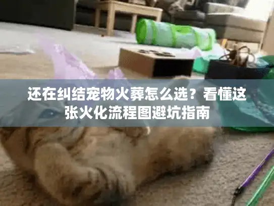 还在纠结宠物火葬怎么选？看懂这张火化流程图避坑指南
