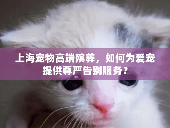 上海宠物高端殡葬，如何为爱宠提供尊严告别服务？